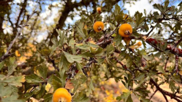 Talep Yoğun: B&uuml;y&uuml;klerimiz 'Yersen Yolun Uzun Olur' Derdi