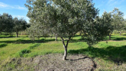 Tarımda Kuraklık Alarmı: Uzman İsim Uyardı