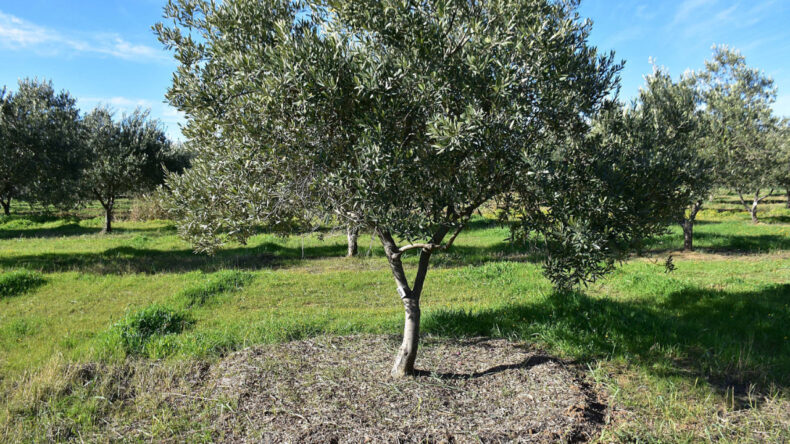 Tarımda Kuraklık Alarmı: Uzman İsim Uyardı