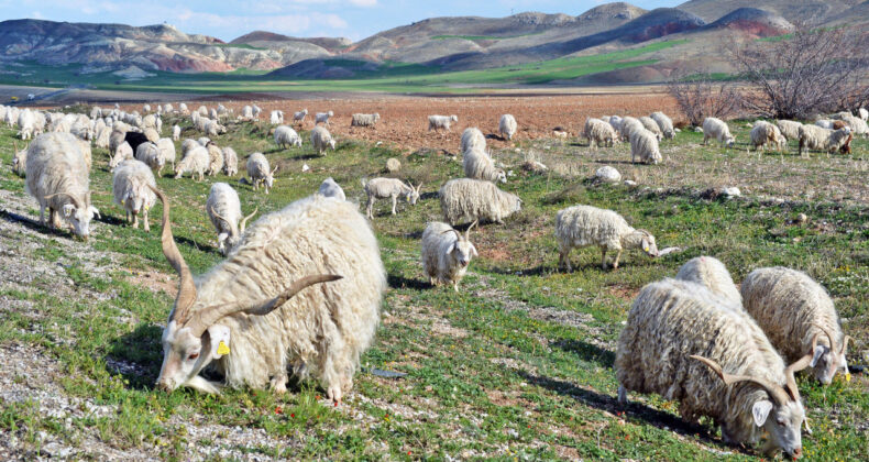 Tiftik &Uuml;retiminde Yeni D&uuml;zenlemeler