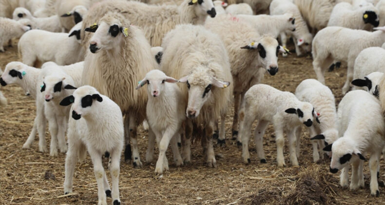TİGEM, 1200 Küçükbaş Hayvan Satışı İhale İlanı Yayınladı