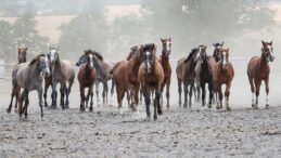TİGEM, 14 Arap Kısrağını Satışa Sunacak