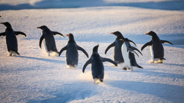 Trajik Son: On Binlerce Penguen A&ccedil;lıktan Hayatını Kaybetti