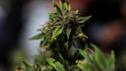 Trump'tan Tarihi Esrar Adımı Geliyor