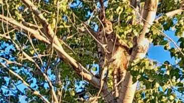 Tunceli'de Anadolu Parsı Ağa&ccedil;ta G&ouml;r&uuml;nt&uuml;lendi