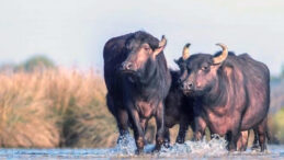 T&uuml;rkiye&rsquo;de Manda Yetiştiriciliği Krizle Karşı Karşıya