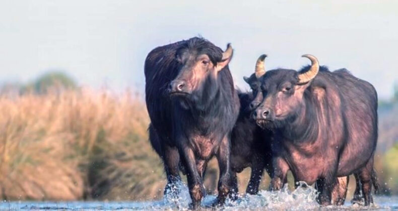 T&uuml;rkiye&rsquo;de Manda Yetiştiriciliği Krizle Karşı Karşıya