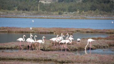 Tuzla G&ouml;l&uuml;'nde Deniz Marulu Krizi! Doğa Harikasına G&ouml;lge D&uuml;şt&uuml;