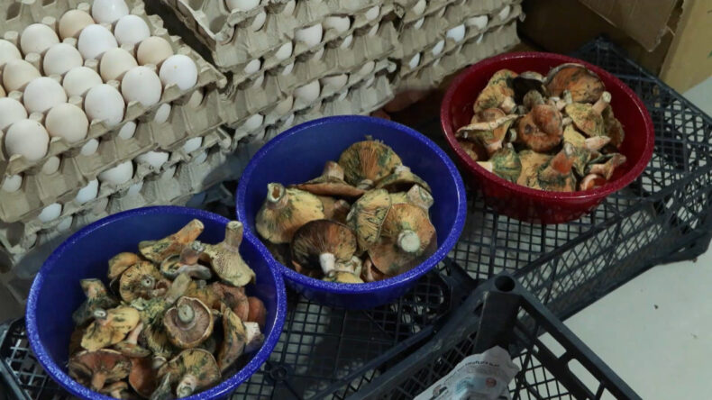 Uzmanlar Uyardı: Ormandan Toplayıp Yemeyin, Eskiler '&Ouml;l&uuml;m Meleği' Diyor