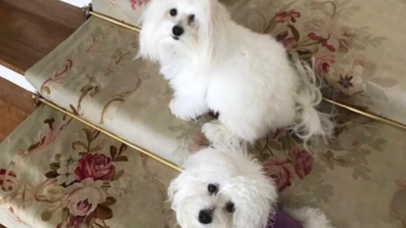 Uzmanlardan Uyarı: Evcil Hayvan Klonlama Trendinde Dikkat Edilmesi Gereken Riskler