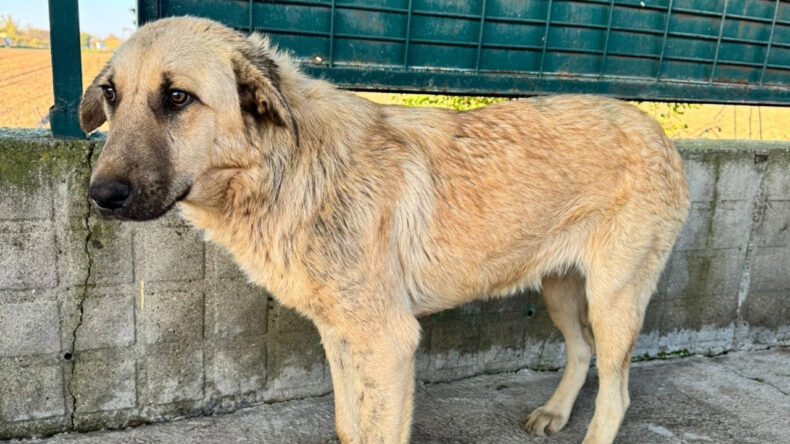 Valiliğin Hayvan Besleme Kısıtlamasına Barodan Dava A&ccedil;ıldı