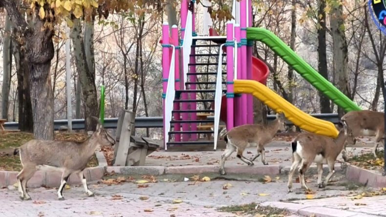 Yaban Keçileri Çocuk Parkında Görüntülendi