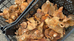 Yağışlar Kanlıca Mantarı &Uuml;retimini Artırdı