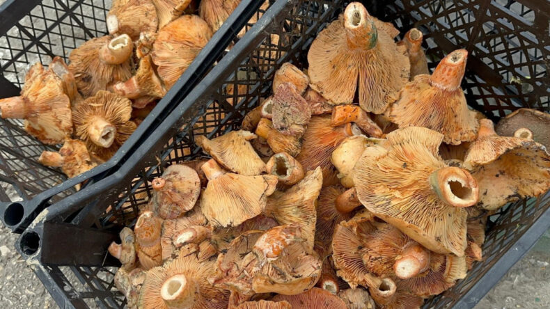 Yağışlar Kanlıca Mantarı &Uuml;retimini Artırdı