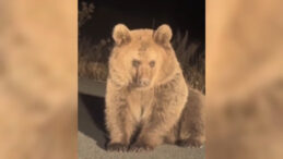 Yaralı Boz Ayı, Tedavi Sonrası Doğal Yaşamına Kavuştu