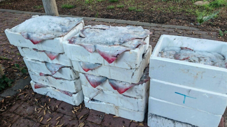 Yarım Ton Balığa El Konuldu