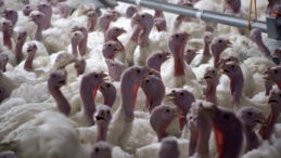 Yılbaşı Hindisi Tezgahlarda Yetersiz Kaldı