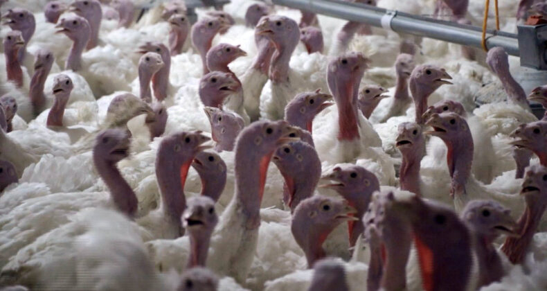 Yılbaşı Hindisi Tezgahlarda Yetersiz Kaldı