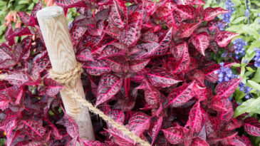 Yıllardır Kullanılan Bitkinin Etkisi İlk Kez Kanıtlandı
