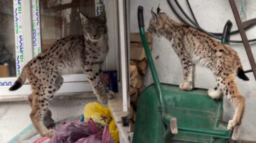 Yolunu Kaybeden Vaşak İl&ccedil;e Merkezine Ulaştı