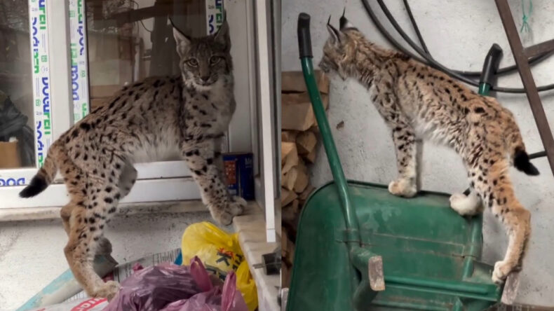 Yolunu Kaybeden Vaşak İl&ccedil;e Merkezine Ulaştı