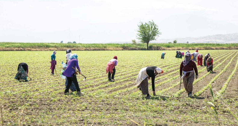 Ziraat Odaları'ndan Bakanlığa Yanıt: Makasın Varlığı İnkâr Edilemez