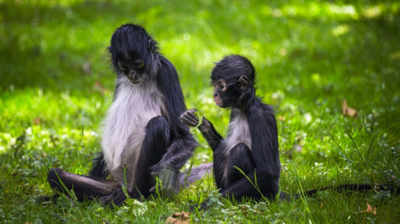 'Kolektif Zekanın Etkileyici Yüzü': Bilgi Paylaşma Yöntemi Bilim İnsanlarını Şaşırttı