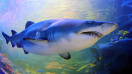 12 Yaşındaki &Ccedil;ocuk K&ouml;pekbalığı Saldırısında Hayatını Kaybetti