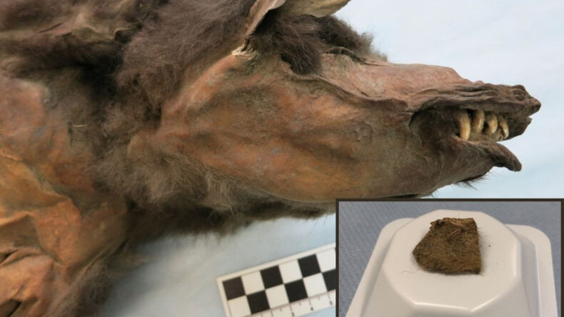 14 Bin 400 Yıllık Kurdun Midesinden &Ccedil;ıkan Et, Bilim D&uuml;nyasını Şaşırttı