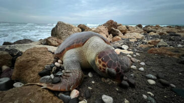15 G&uuml;nde 7 Caretta Caretta Kıyıya Vurdu