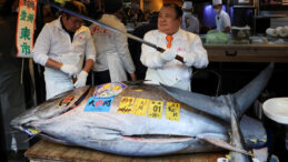 243 Kilogramlık Balığa 139 Milyon TL &Ouml;dendi