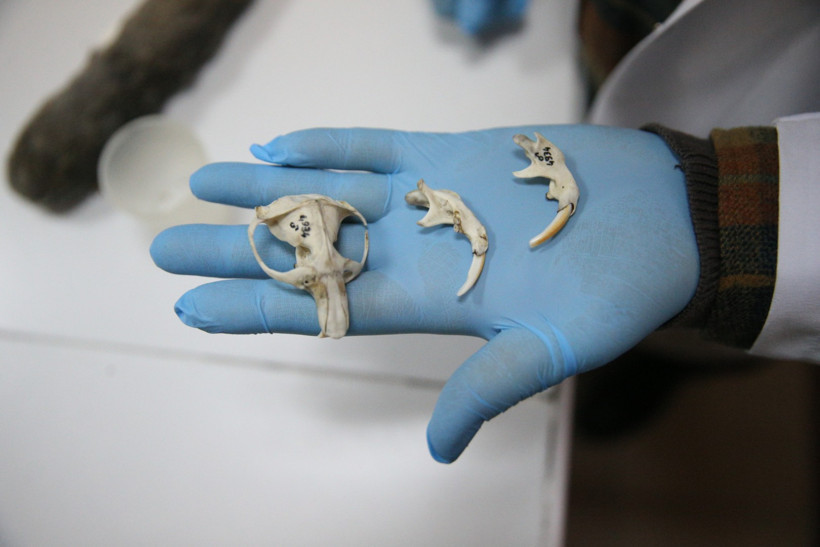 Kör Köstebek Türleri