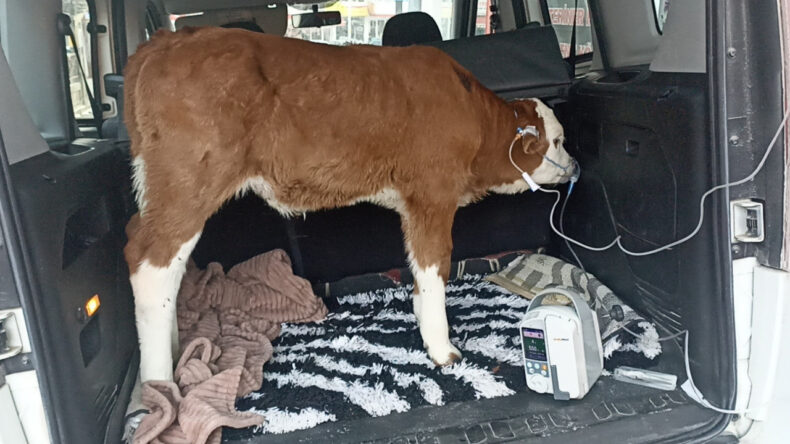 6 G&uuml;nl&uuml;k Buzağı Zehirlendi: Acil M&uuml;dahale ile İyileşti