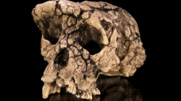 7 Milyon Yıllık Kemik Fosili Bilim D&uuml;nyasında Yeni Tartışmalar Başlattı