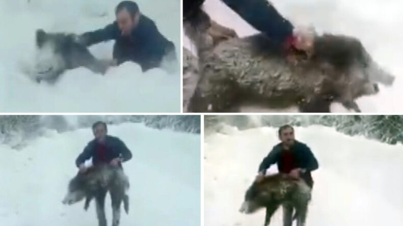Ağzındaki Sigarayı D&uuml;ş&uuml;rmeden Yaban Domuzunu Yakaladı