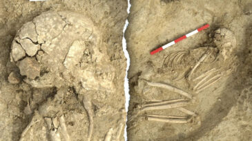 Arkeologların Dikkatini &Ccedil;eken Bulgu: 6000 Yıl &Ouml;nce Aslan Saldırısından Kurtulmuş