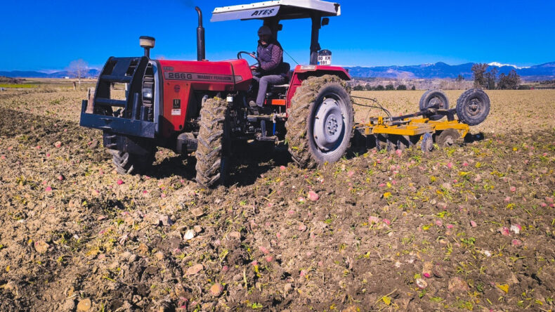 Artık Dayanamadı: 'Zarar Büyük' Dedi, Hayvanlara Yem Etti