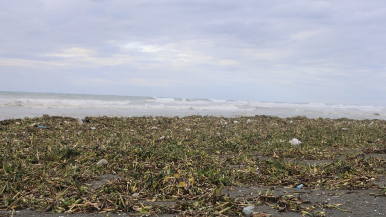 Asi Nehri'nden Akdeniz'e S&uuml;r&uuml;klenen Su S&uuml;mb&uuml;lleri Sahili Yeşile B&uuml;rd&uuml;