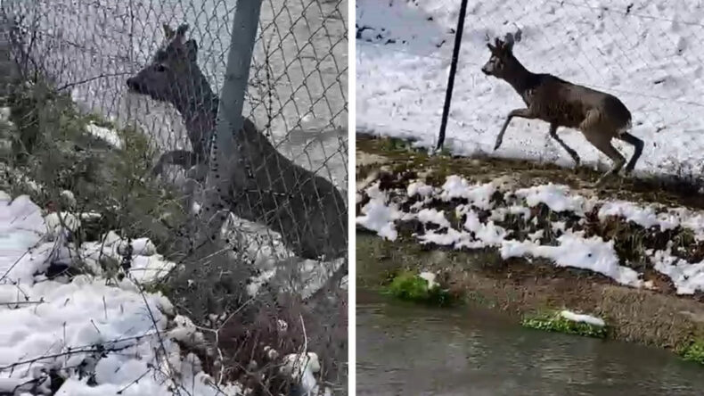 Avlanmaya Giden Avcılar, Karacayı Kurtardı