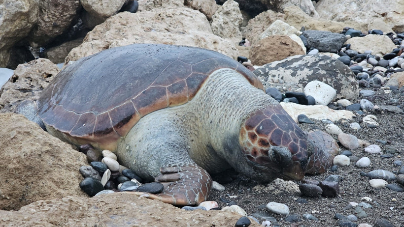 Caretta Caretta