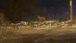 Başkentte Kurt S&uuml;r&uuml;s&uuml; Ortaya &Ccedil;ıktı