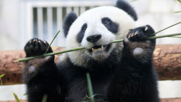 Bilim İnsanları İnceledi: Bambu &lsquo;S&uuml;per Gıda&rsquo; Olabilir