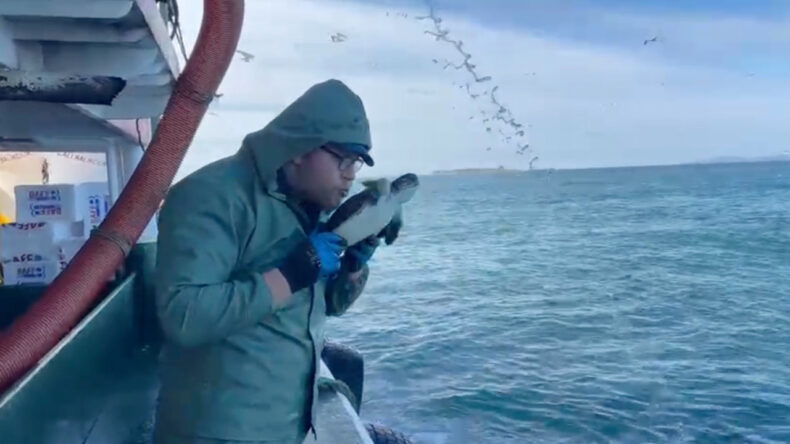 Bu Sefer Oltaya Caretta Caretta Takıldı