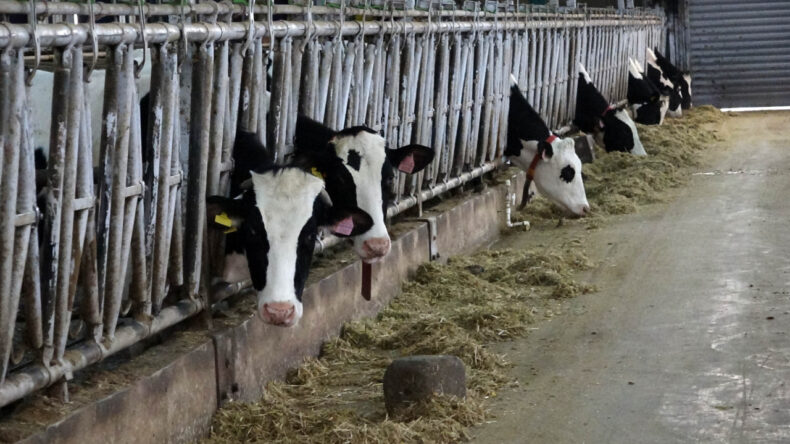 Burdur'da Şap Hastalığına Karşı Yeni Bir Sprey Geliştirildi