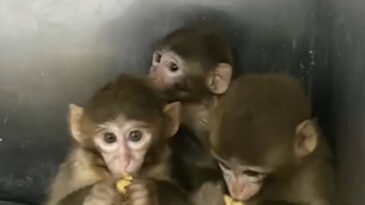 Bursa&rsquo;da Ele Ge&ccedil;irilen 3 Makak Maymunu Koruma Altında