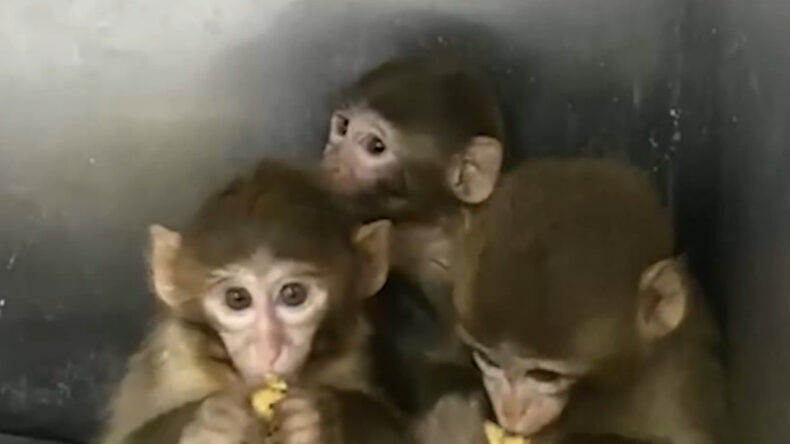 Bursa&rsquo;da Ele Ge&ccedil;irilen 3 Makak Maymunu Koruma Altında
