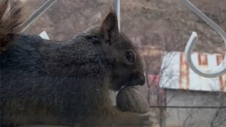 A&ccedil; kalan sincaplar evlere misafir oluyor