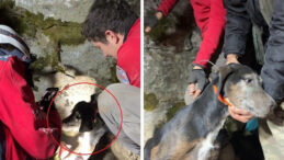 &Ccedil;akal Yuvasına D&uuml;şen K&ouml;pekler 7 Saatte Kurtarıldı