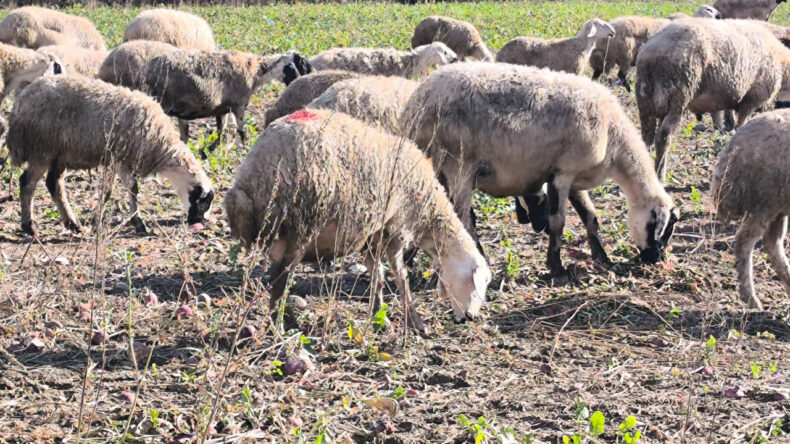 &Ccedil;ift&ccedil;inin Emeği, Parası Koyunlara Yem Oldu