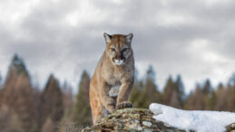 Dağda Y&uuml;r&uuml;y&uuml;ş Yapan Kadın Aslan Saldırısında Hayatını Kaybetti